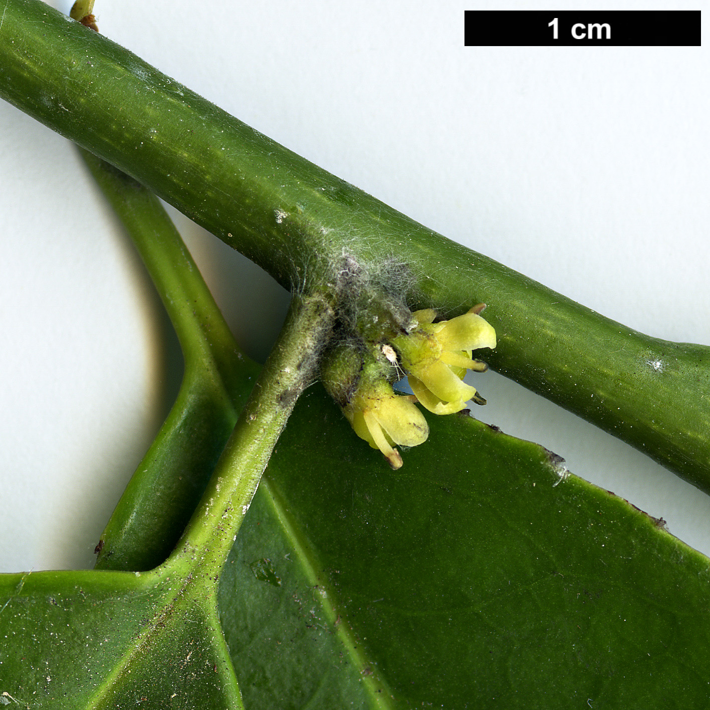 High resolution image: Family: Aquifoliaceae - Genus: Ilex - Taxon: fargesii - SpeciesSub: subsp. melanotricha